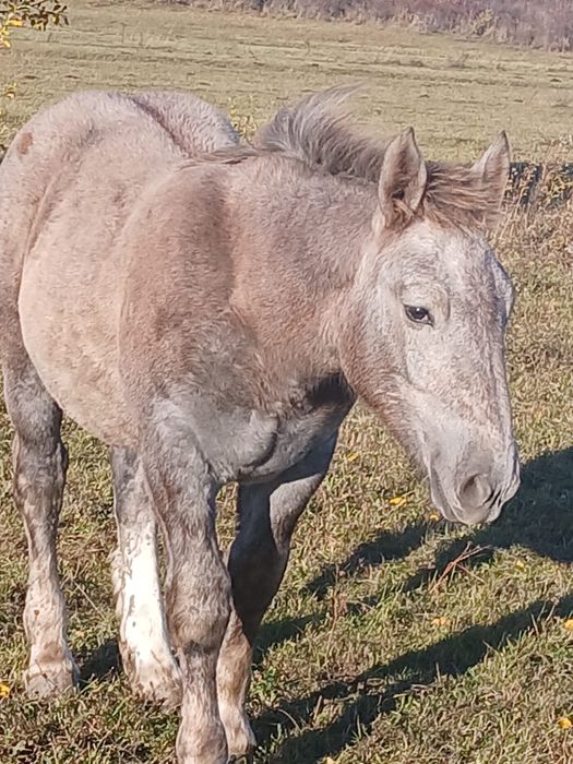 Iapa  de 10ani cu mânz de 5 luni