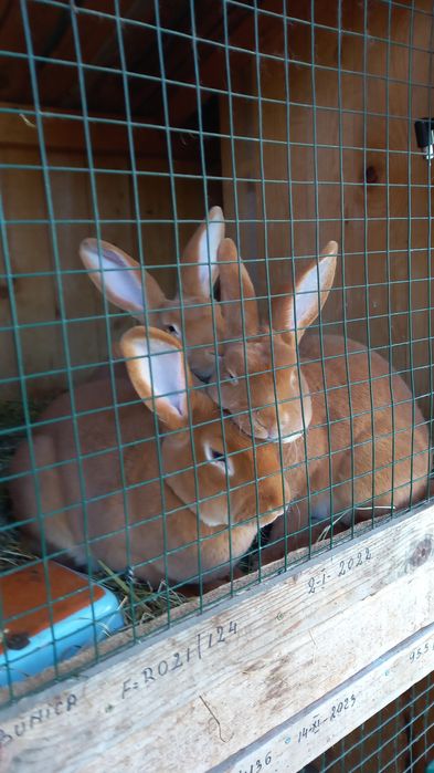 Iepurași de rasă rex pitic
