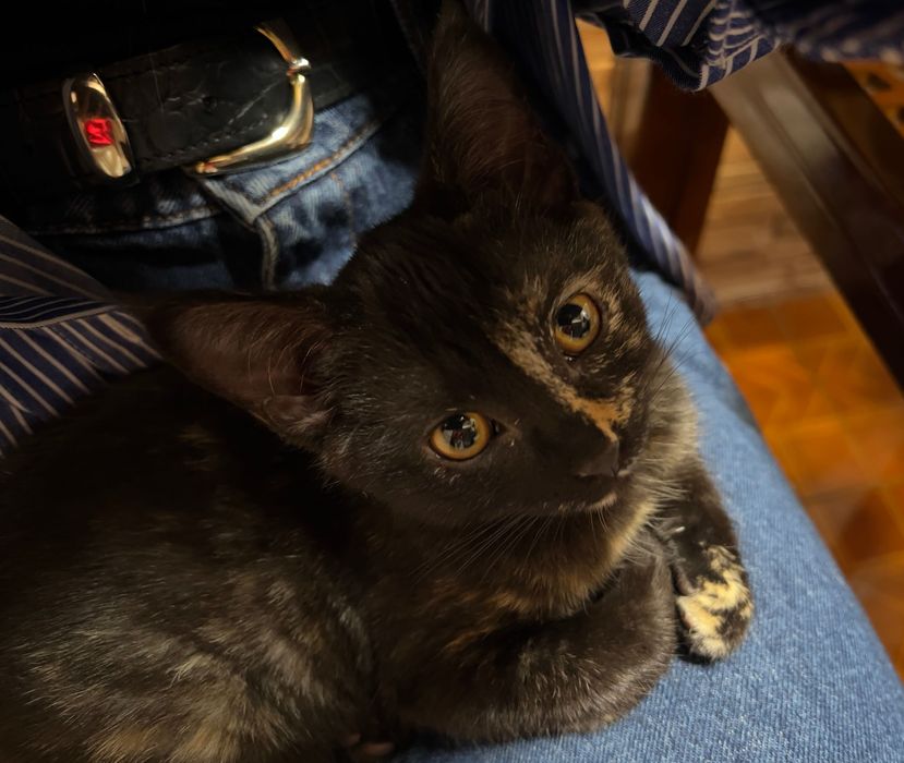 котенка в хорошие руки