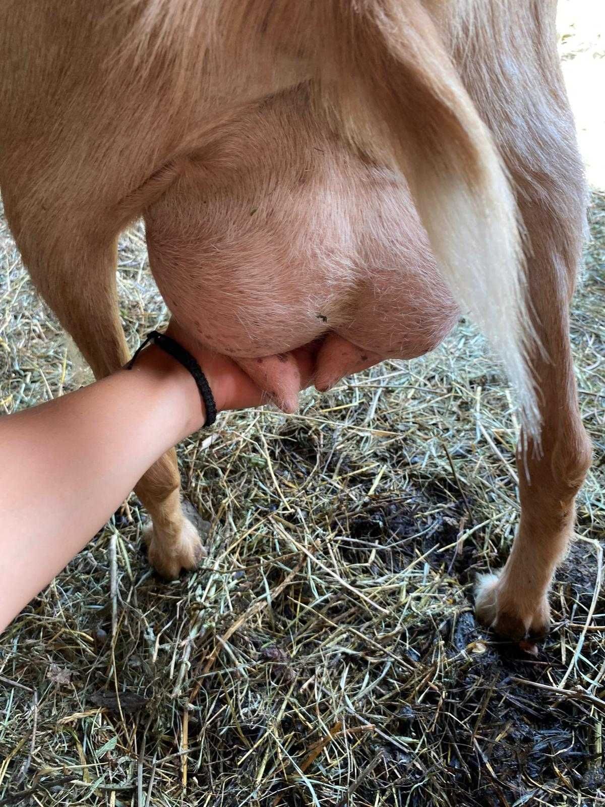 Vând 2 capre bune de lapte