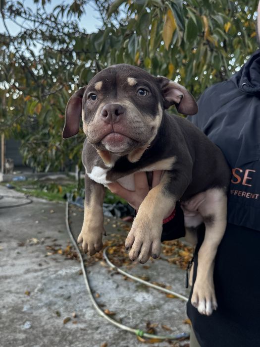 Американско були покет