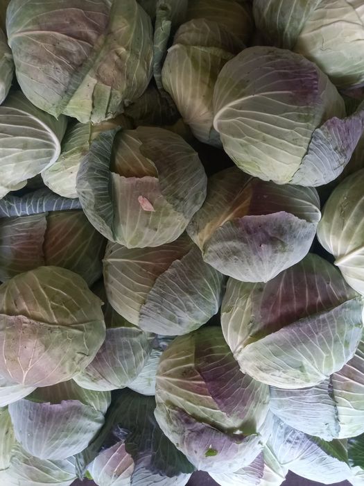 Varză plată de sarmale