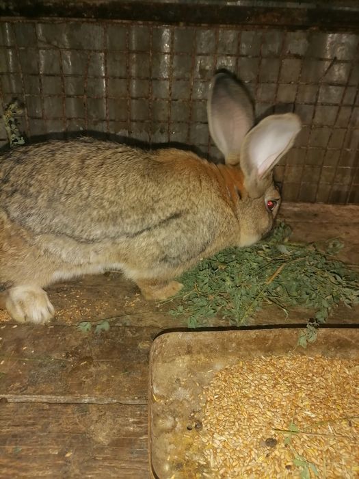 Iepuri pentru carne și de companie cap de leu