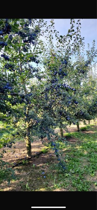 Vand prune pt cosum sau tuic