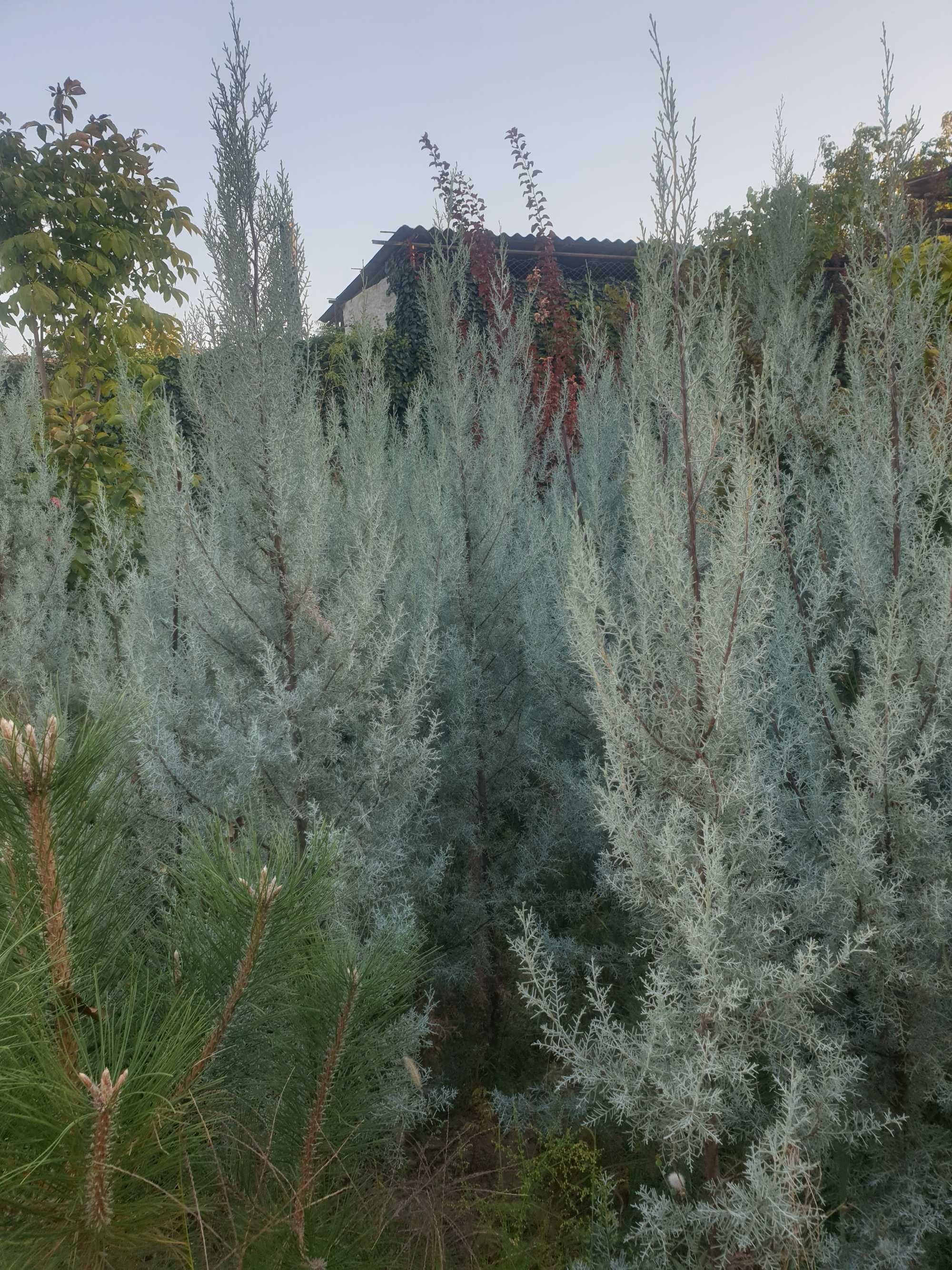 Аризонский Кипарис / Cupressus arizonica Fastigiata