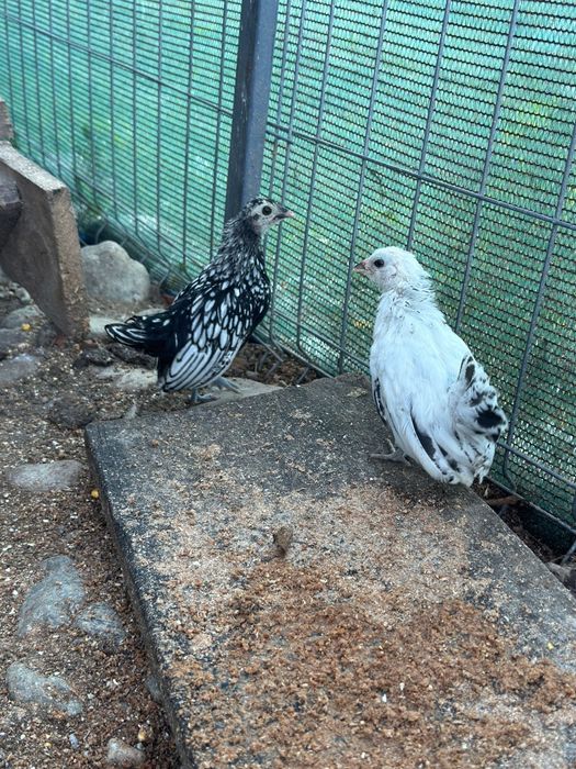 Vând sebright argintiu și mii de flori