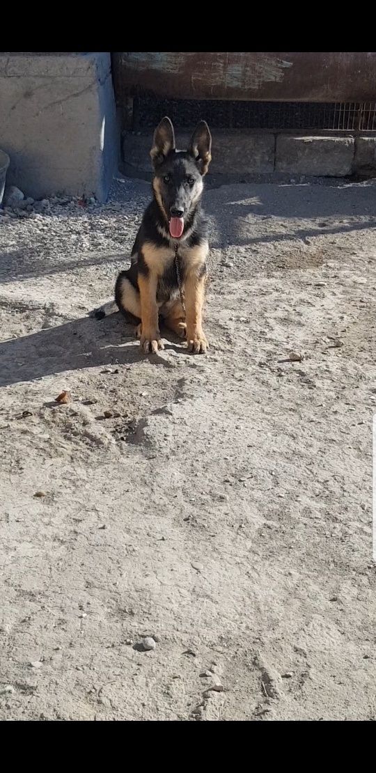 Nemis avcharka sotiladi