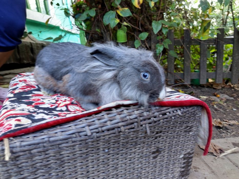 Pui de iepurași cap de leu - 50 lei