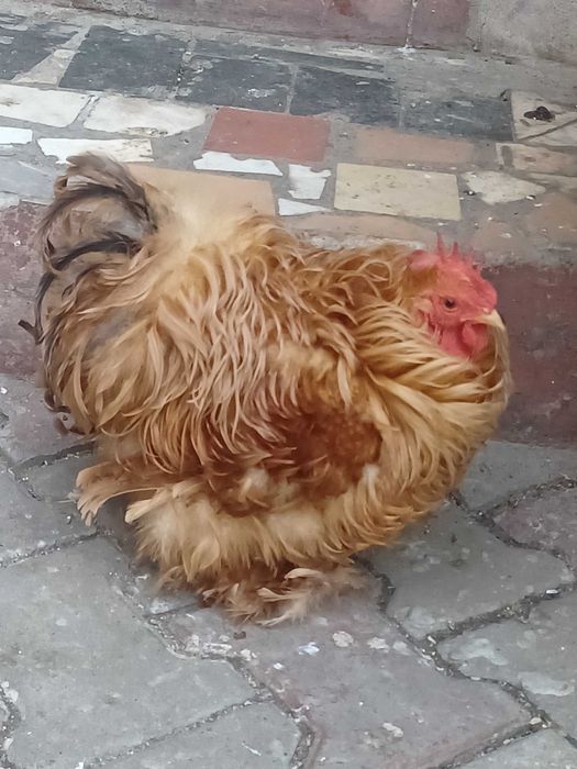 Pereche cochinchin pitic frizat