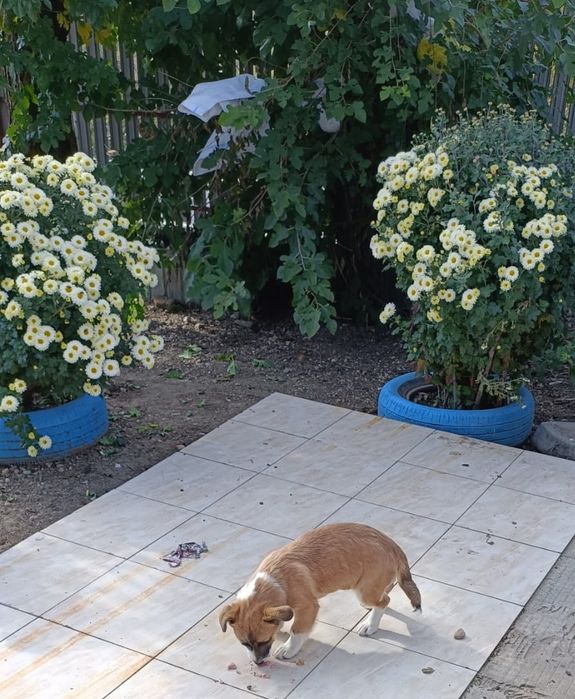 DONEZ o cățelușa de trei luni și o săptămână.