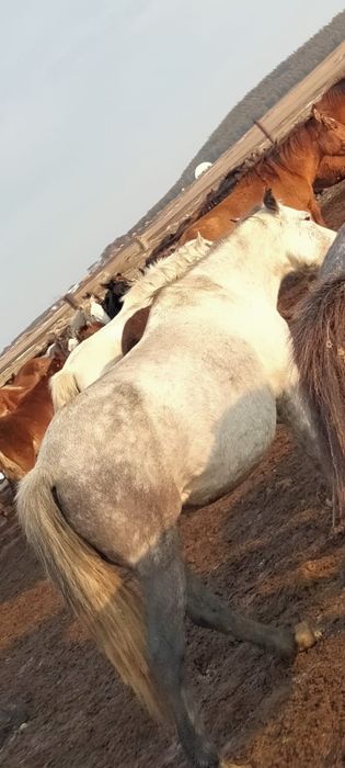 Продам кобылу без жеребенка, и тай