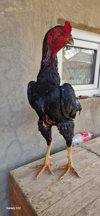 Дакан китаец кузяк