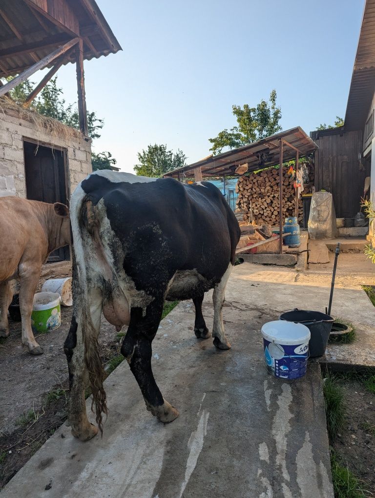 Vaca de vânzare!