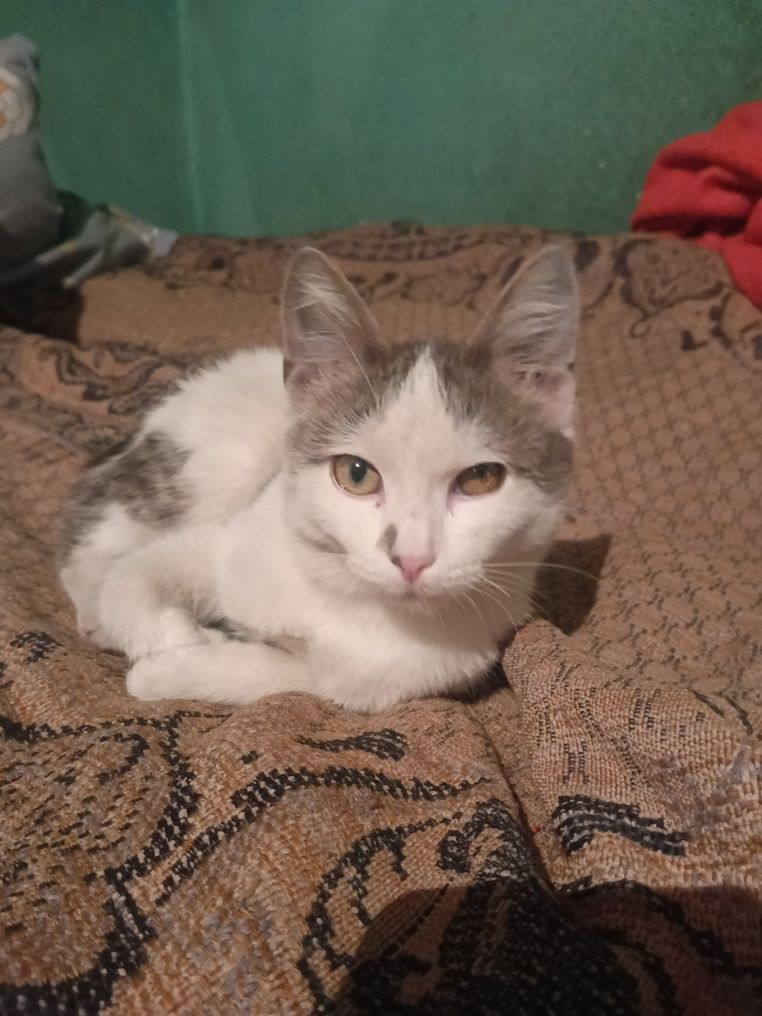 Кошечка красавица