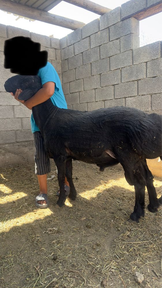 Қошқар кошкар баран гисар