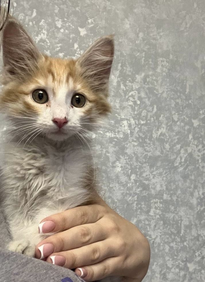 Котенок в добрые  руки