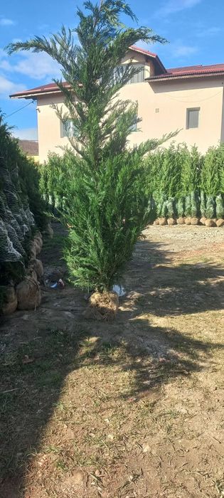 Cupressus leylandii 2.5m - 3m gard viu, super oferta. Calitate premium