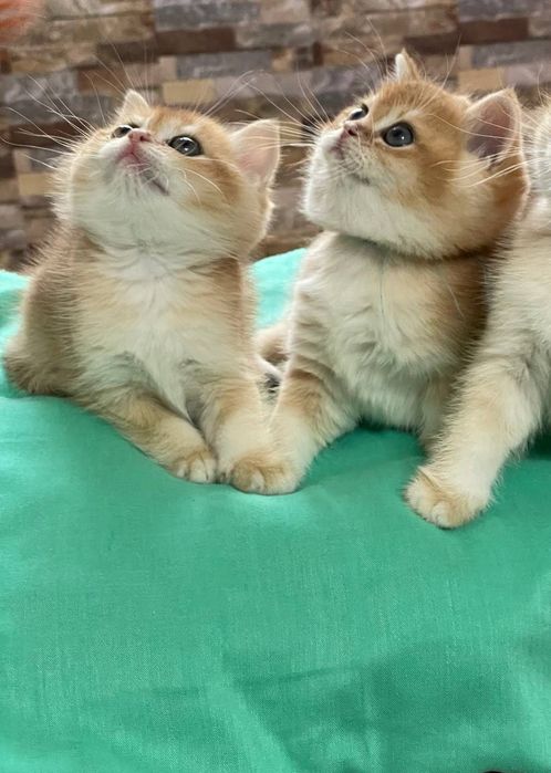 Британцы  полный пакет документов