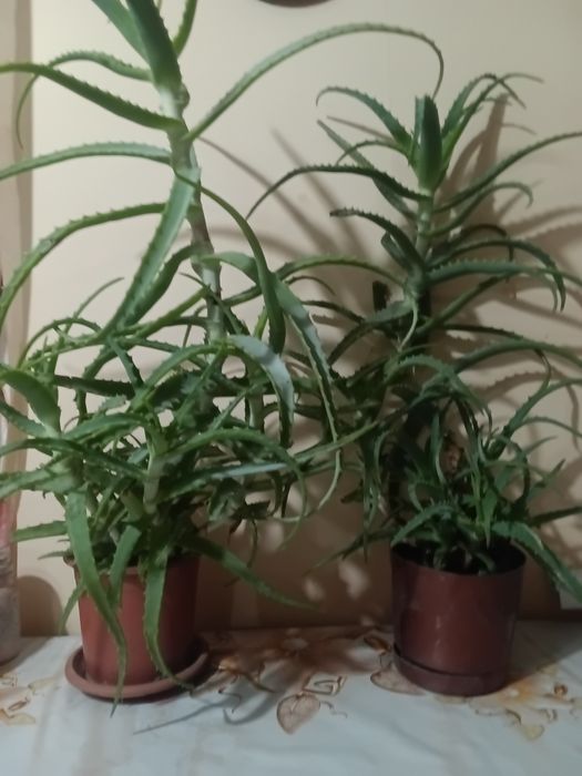 Алоэ многолетник,со множеством отростков