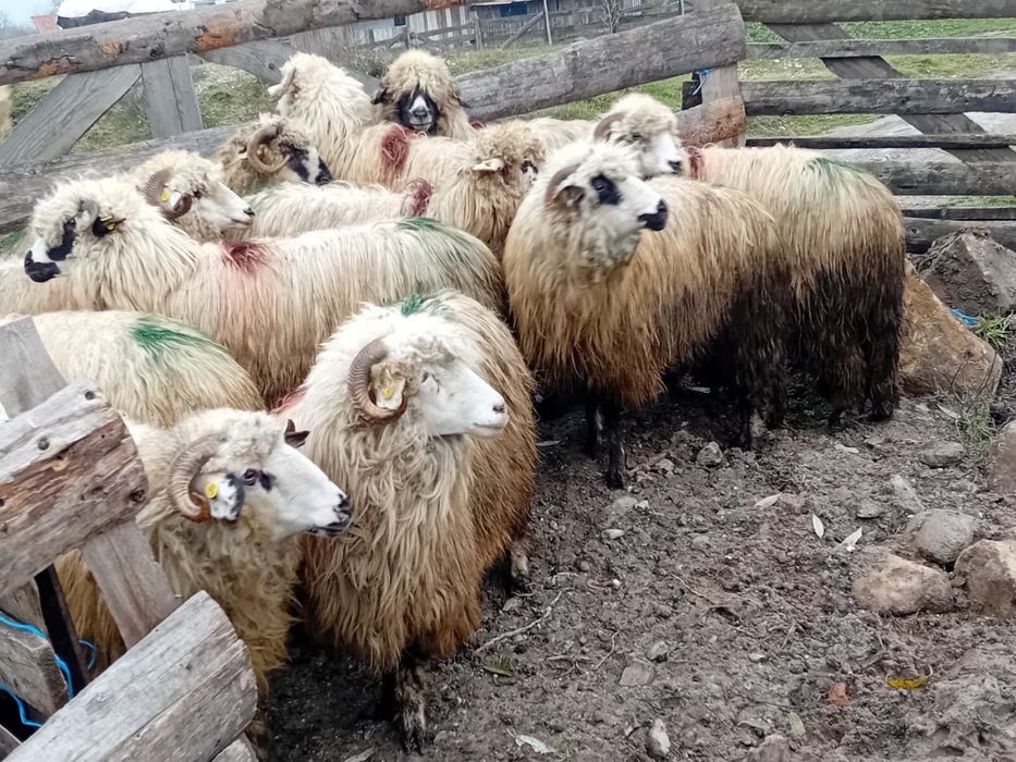 Vand 12 oi mioare la prima fatare