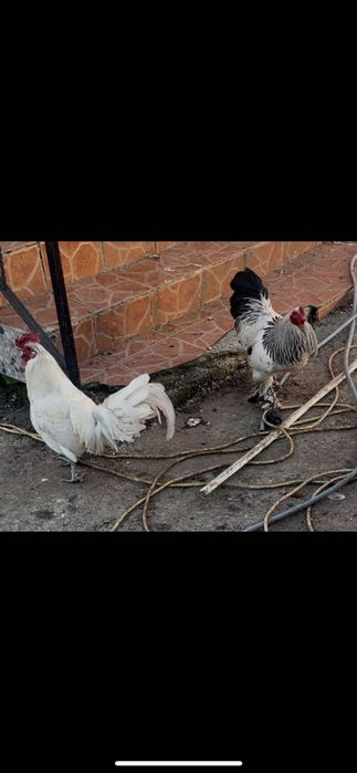 Vând sau schimb găini diferite rase