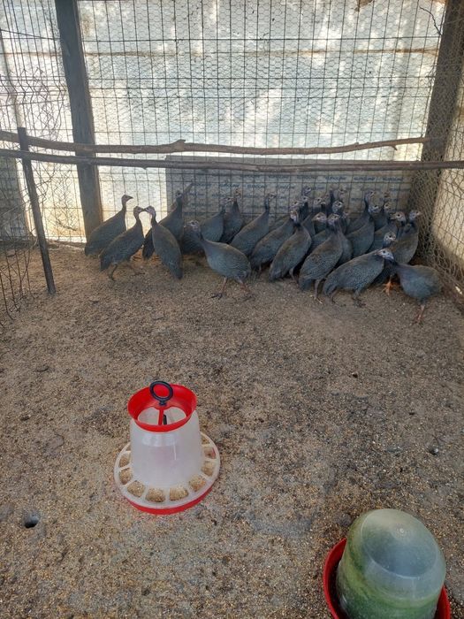 Bibilici (câțe) 2025