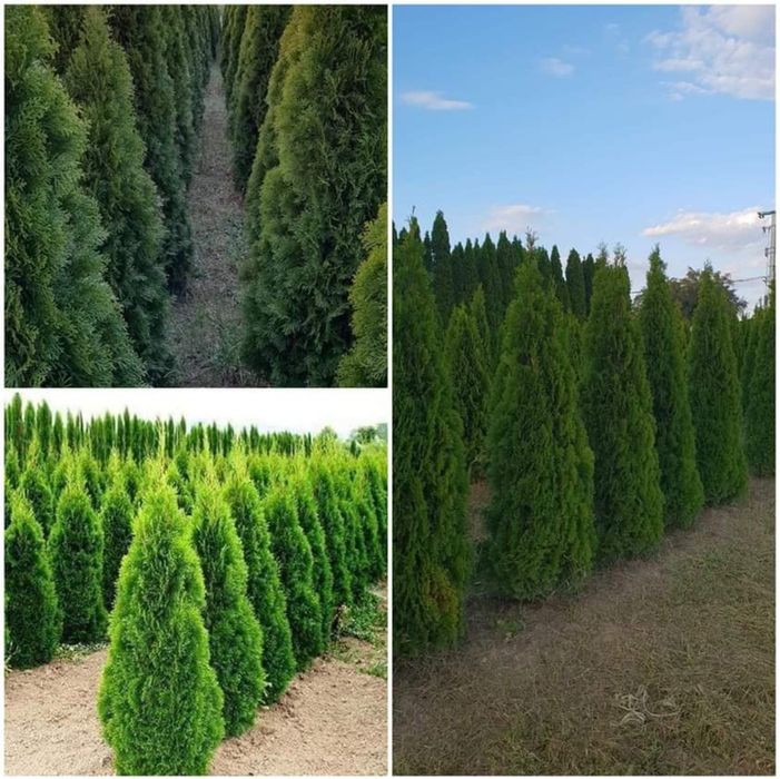 Plante ornamentale/ diferite forme si modele . Tuia smarald _ gard viu