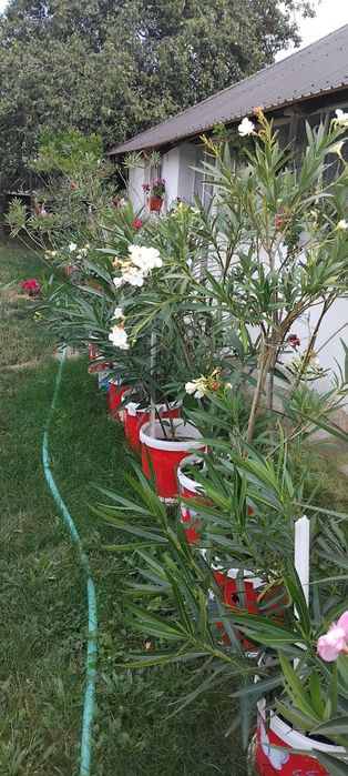 Vând Leandri 100 -170 cm