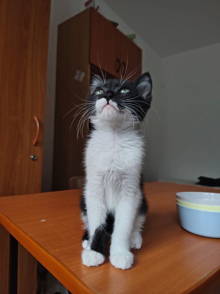 Pisicute popicute pentru adoptie sau foster
