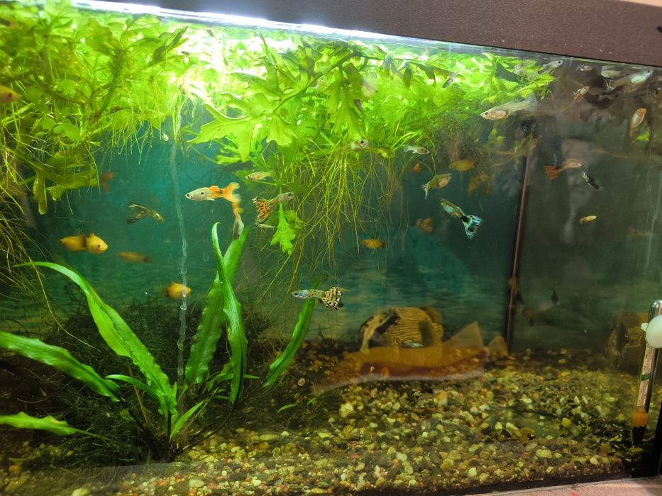 Vând pești și plante de acvariu