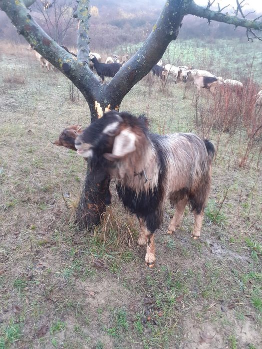 Vand, schimb tap anglonubian metis