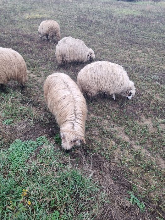 Pachet premium  10 oi