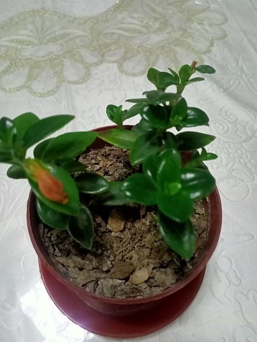 Hilma hil gullar tabiy uy sharoyitida osgan.