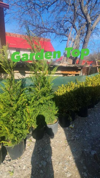 Gazon tip rulou, plante ornamentale, tuia, catalpa