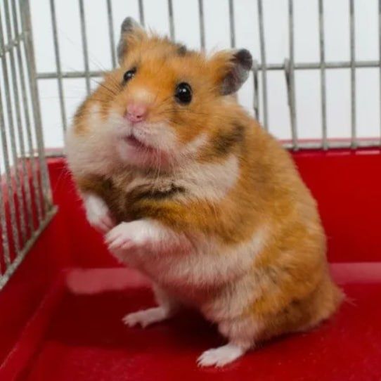 Отдам 2 хомяков в добрые руки в любящую семью бесплатно