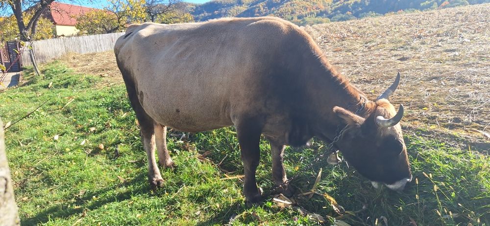 Vaca gestanta in 8 luni