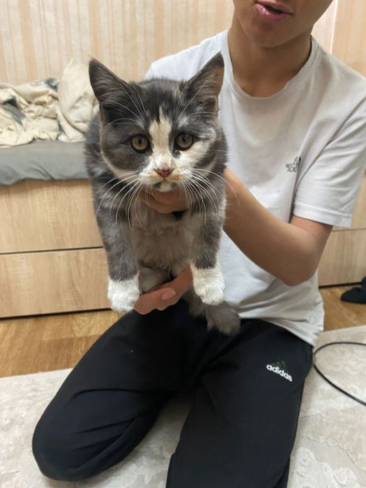 Отдам котёнка- 3 месяца