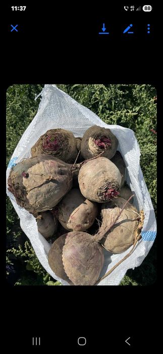 Sfecla rosie rotunda