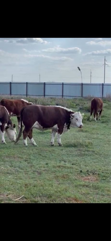 Продам коров породы герефорд