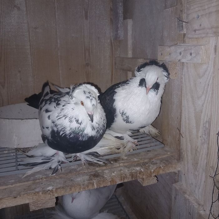 Porumboi uriasi maghiari