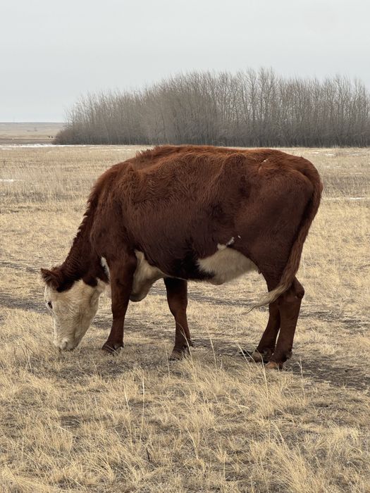 Продается Герефорд, Нетель(беременная)