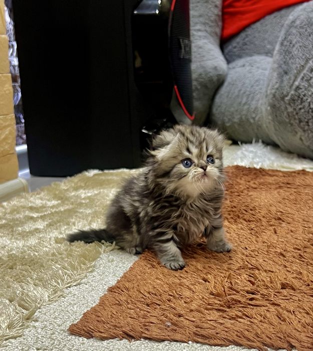 Шотланский Скотиш Фолд!