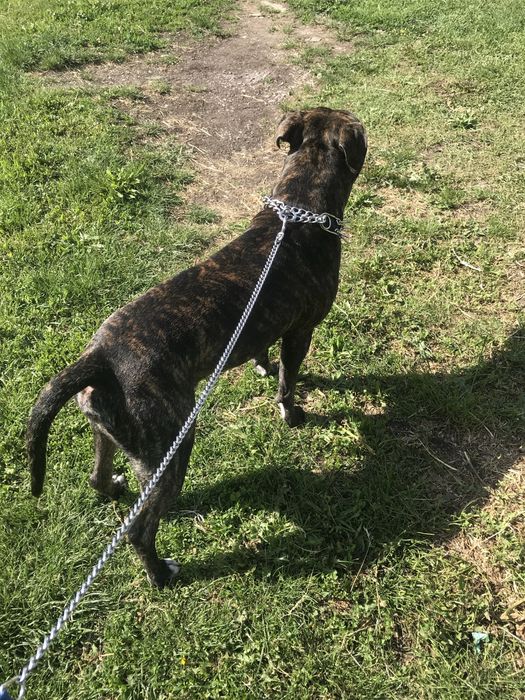 Разходка за вашето куче и грижа за домашните ви любимци