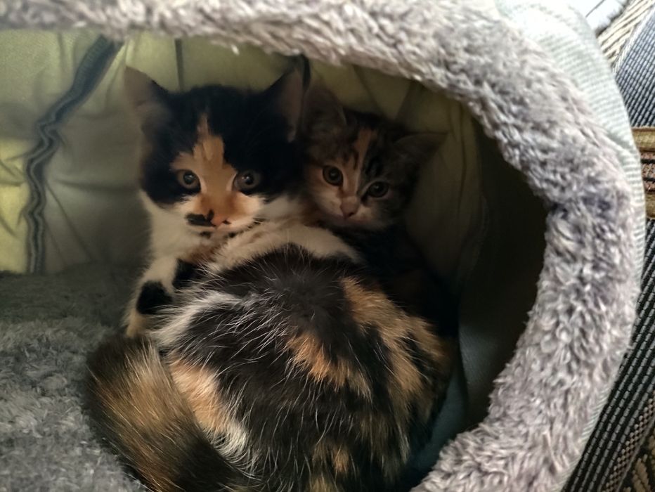 Отдам котят в добрые руки