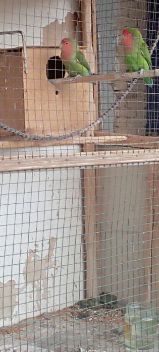 Сотилади.Неразлущка.Нархи пара 400000 сум