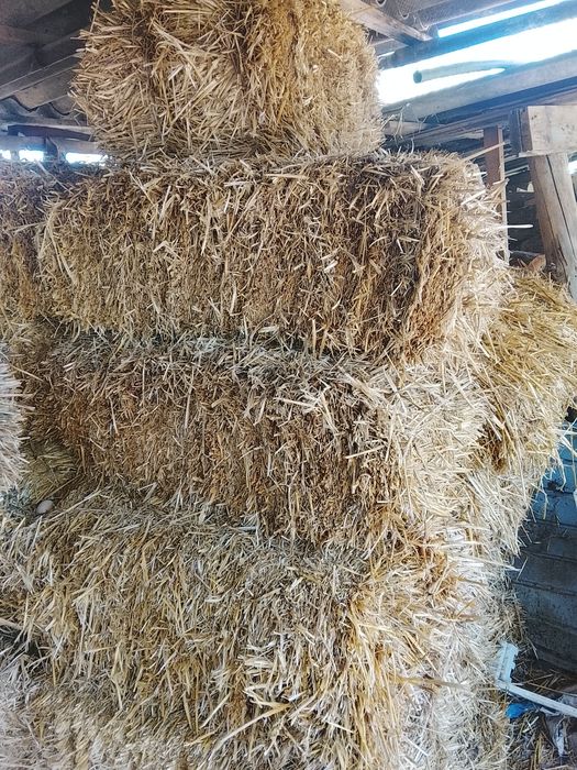 Vînd baloți paie orz