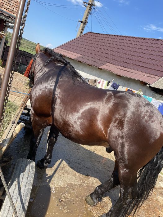 De vânzare  armăsar de 2 ani si 6 luni !