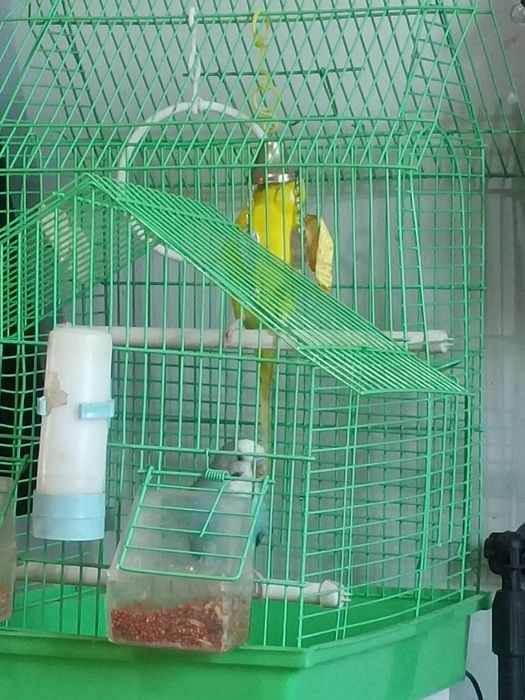 Сатылады сеткасымен бирге жемин суын куятны бар