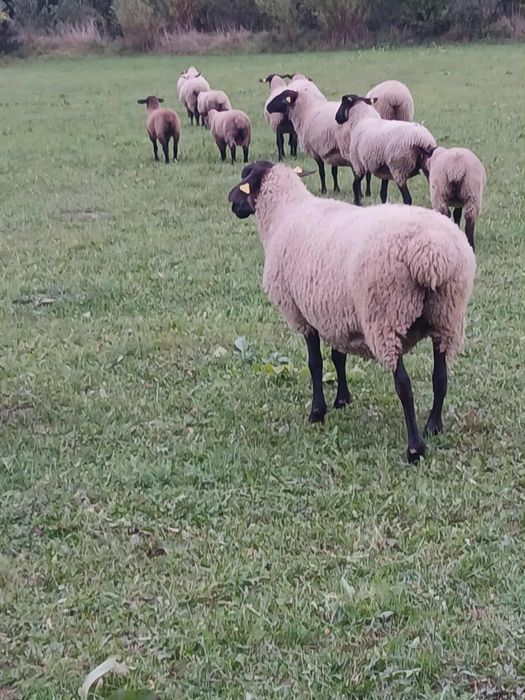 Oi suffolk de vânzare