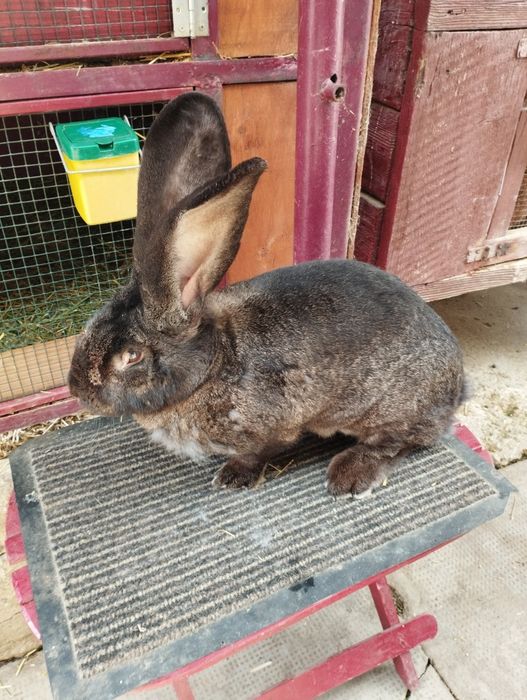 Uriaș german gri-fier